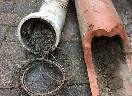 roots found in the sewer line